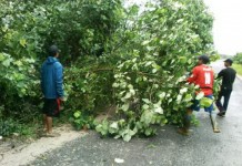 Pohon Tumbang Tutup Jalan Provinsi