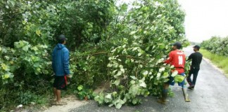 Pohon Tumbang Tutup Jalan Provinsi