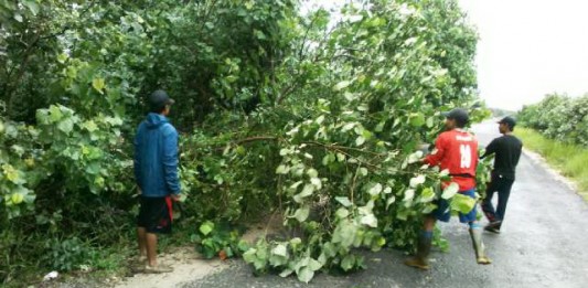 Pohon Tumbang Tutup Jalan Provinsi