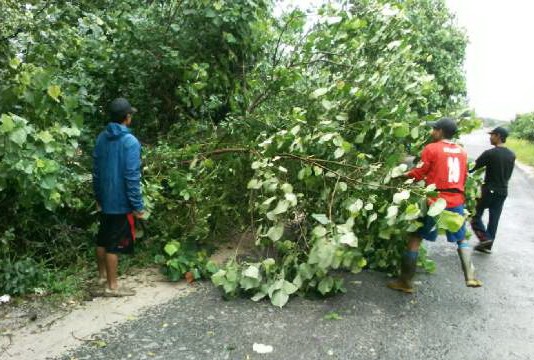 Pohon Tumbang Tutup Jalan Provinsi
