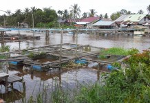Pembudidaya Ikan Kewalahan Penuhi Permintaan