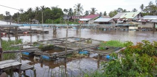 Pembudidaya Ikan Kewalahan Penuhi Permintaan