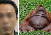 Dunia Geger! Penjaga KBS Hamili Orangutan