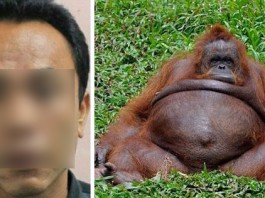 Dunia Geger! Penjaga KBS Hamili Orangutan