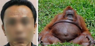Dunia Geger! Penjaga KBS Hamili Orangutan