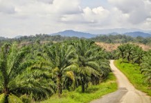 Tayan Gagal Masuk Kawasan Industri Terpadu