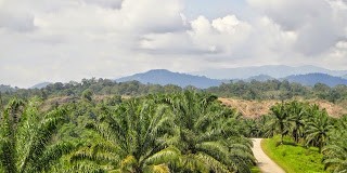 Tayan Gagal Masuk Kawasan Industri Terpadu