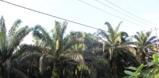 Banyak Petani Sawit Tanam Bibit Tak Jelas