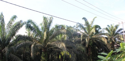 Banyak Petani Sawit Tanam Bibit Tak Jelas