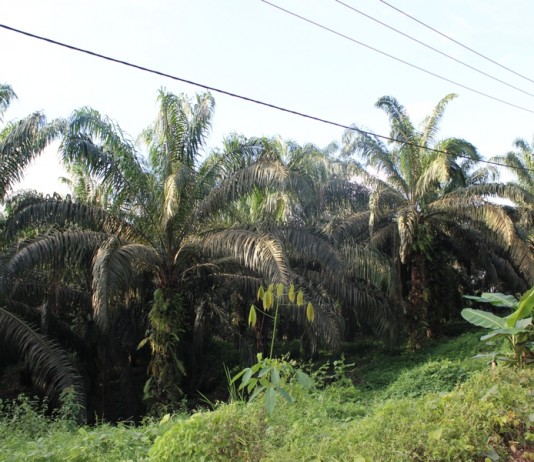 Banyak Petani Sawit Tanam Bibit Tak Jelas