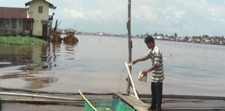 Mahal, 60 Persen Pakan Ikan Impor