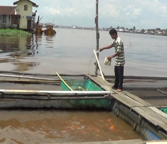Mahal, 60 Persen Pakan Ikan Impor