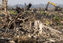 Masyarakat Lokal Dapat Memanfaatkan Hutan