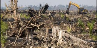Masyarakat Lokal Dapat Memanfaatkan Hutan
