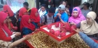 Karnivora Nabati Jadi Penghilang Stres