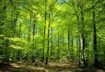 Hutan Wisata Sintang Lebih Unggul dari Bogor