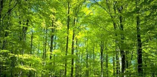 Hutan Wisata Sintang Lebih Unggul dari Bogor