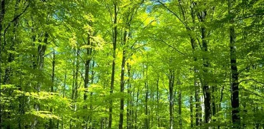 Hutan Makin Habis, Pasokan Bahan Baku Kian Tipis