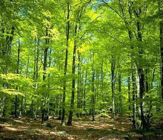 Hutan Makin Habis, Pasokan Bahan Baku Kian Tipis