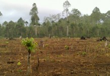Lahan Tidur di Desa Menyabo Seluas 1380 Hektar