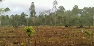 Lahan Tidur di Desa Menyabo Seluas 1380 Hektar