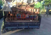 Illegal Logging Ketapang Masih Marak