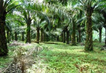 CV Murni Gugat PT NSA