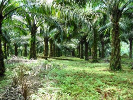 CV Murni Gugat PT NSA