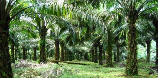 CV Murni Gugat PT NSA