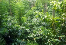 Karet Tumpangsari dengan Kopi