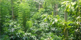 Karet Tumpangsari dengan Kopi