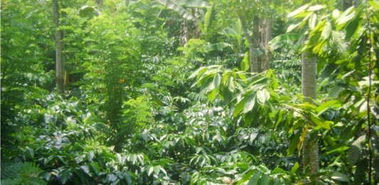 Karet Tumpangsari dengan Kopi