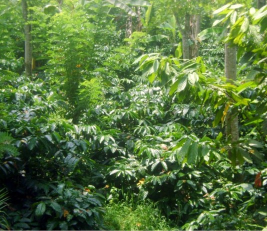 Karet Tumpangsari dengan Kopi