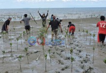 Daratan Mempawah Terkikis Abrasi