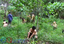 Tanam Pohon di Area Reboisasi Koridor Orangutan Sedahan Jaya