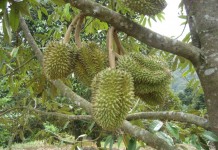 Pohon Durian Melawi Berkurang Signifikan