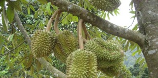 Kalbar Perlu Industri Pengembangan Buah Lokal