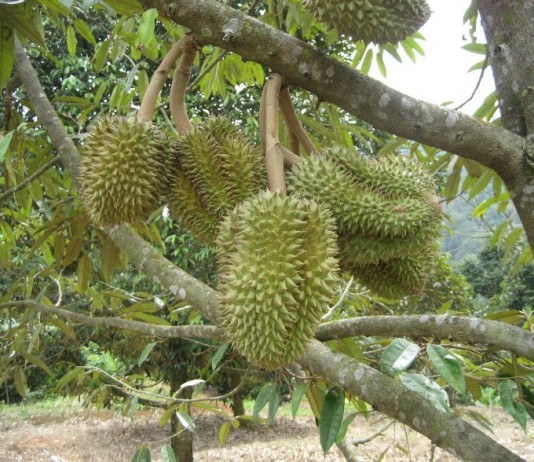 Pohon Durian Melawi Berkurang Signifikan