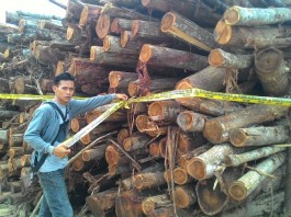 Masih Ada Illegal Logging di Ketapang