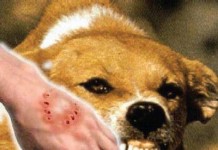 Dispertanak Perkuat Penyuluhan Rabies