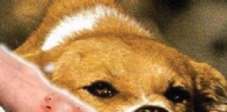 Dispertanak Perkuat Penyuluhan Rabies