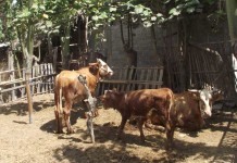 Perda Ternak, Lingkungan Bersih dan Hasilkan PAD