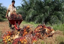 Antara Petani dan PTPN XIII Bagaikan Anak dengan Bapak