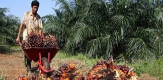 Sawit dan Emas Berpotensi Melejit