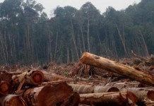 Disbunhut Kapuas Hulu Fokus Reboisasi Lahan Gundul