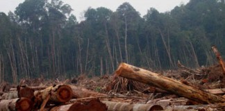 Disbunhut Kapuas Hulu Fokus Reboisasi Lahan Gundul