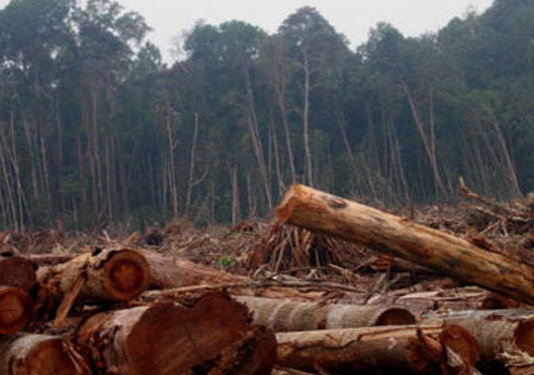 Disbunhut Kapuas Hulu Fokus Reboisasi Lahan Gundul