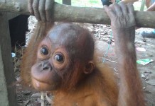Orang Utan Jadi Teman Main Anak, Akhirnya Dievakuasi