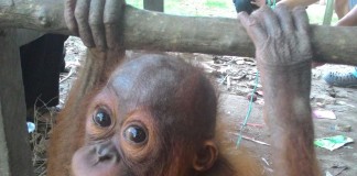 Orang Utan Jadi Teman Main Anak, Akhirnya Dievakuasi