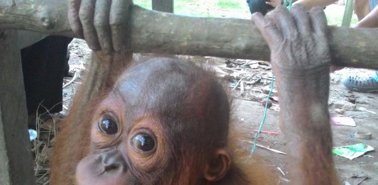 Orang Utan Jadi Teman Main Anak, Akhirnya Dievakuasi
